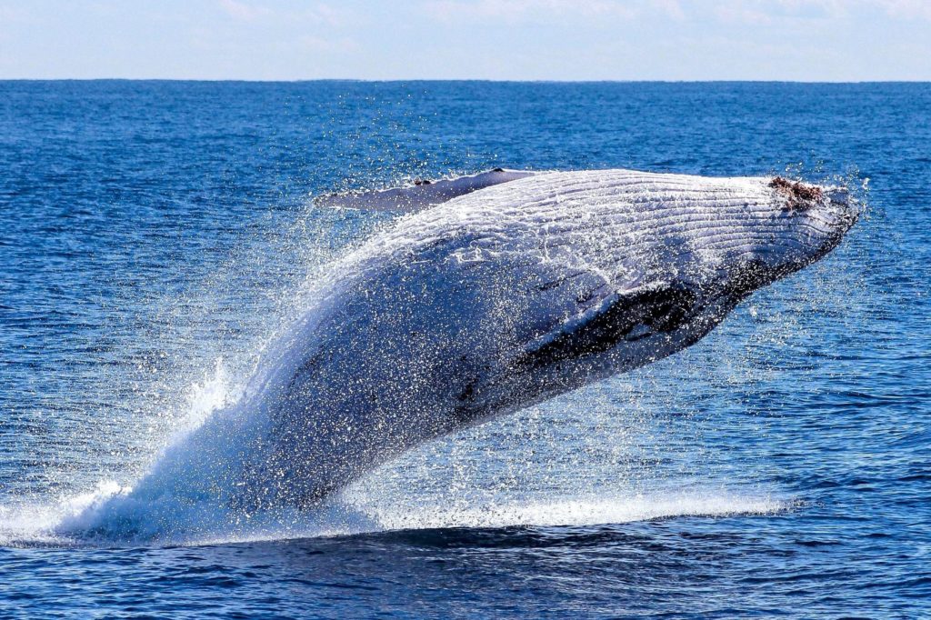 whale, ocean, nature, animal, wave