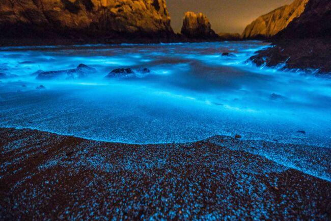vagues bioluminescences
