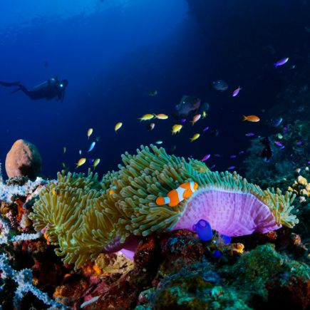 Plongeur et corail