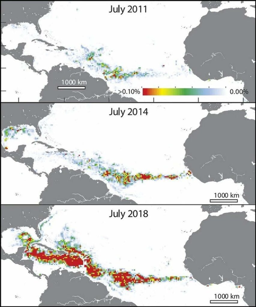 Evolution de la « ceinture » des Sargasses dans l’Atlantique