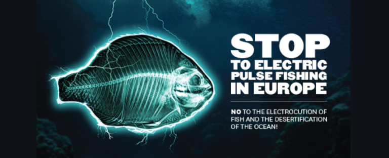 Campagne Bloom contre la pêche électrique