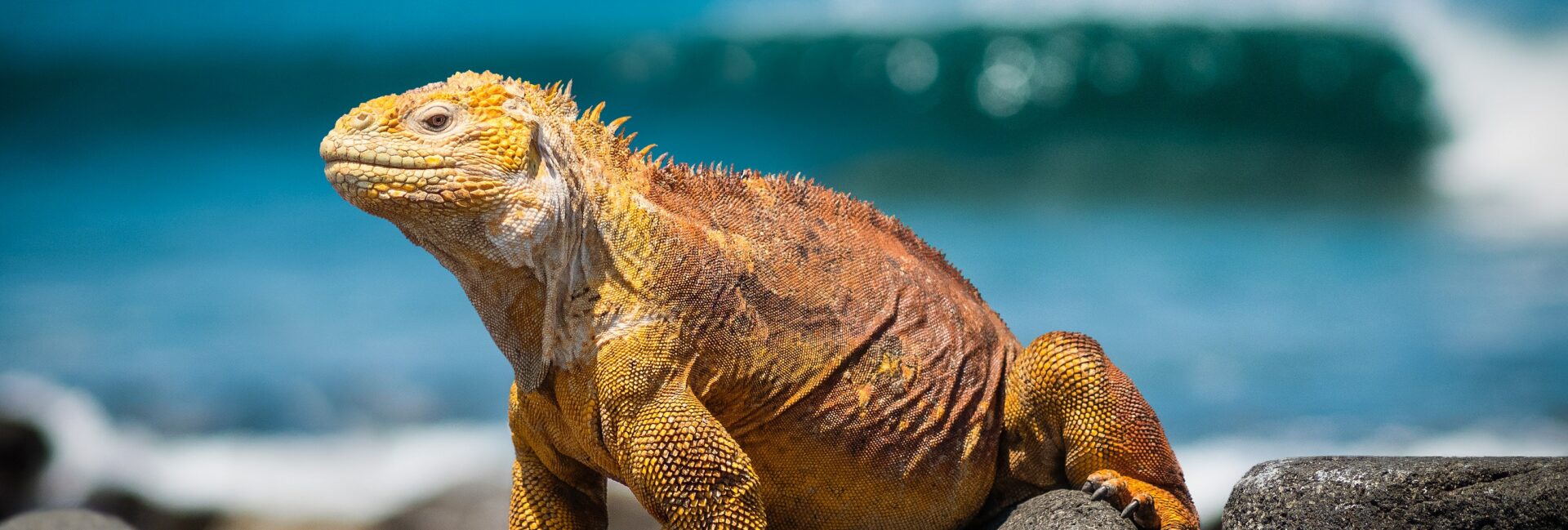 Iguane des Galapagos