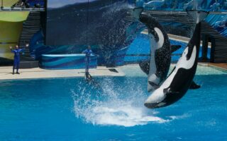 Des orques en captivité à Marineland et présentées au public, ce sera officiellement interdit en France à partir du 1er décembre 2026