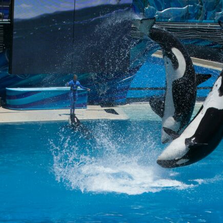 Des orques en captivité à Marineland et présentées au public, ce sera officiellement interdit en France à partir du 1er décembre 2026