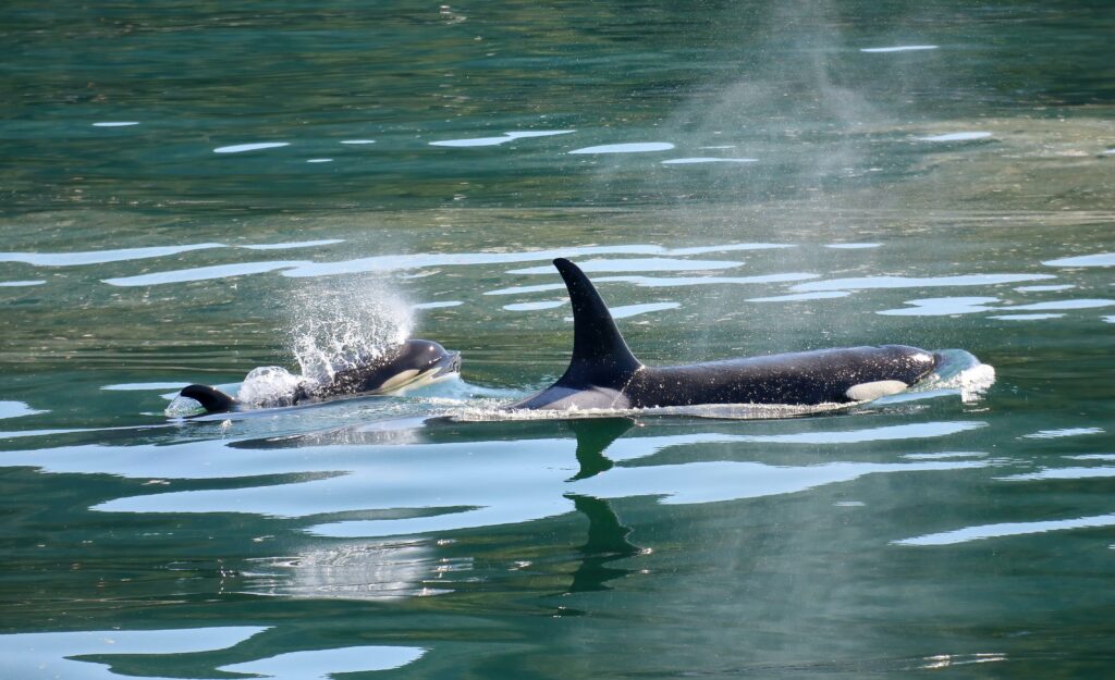 Les orques en captivité à Marineland sont dans des bassins étroits, alors qu'en liberté ces orques parcourent plus de 150 km par jour
