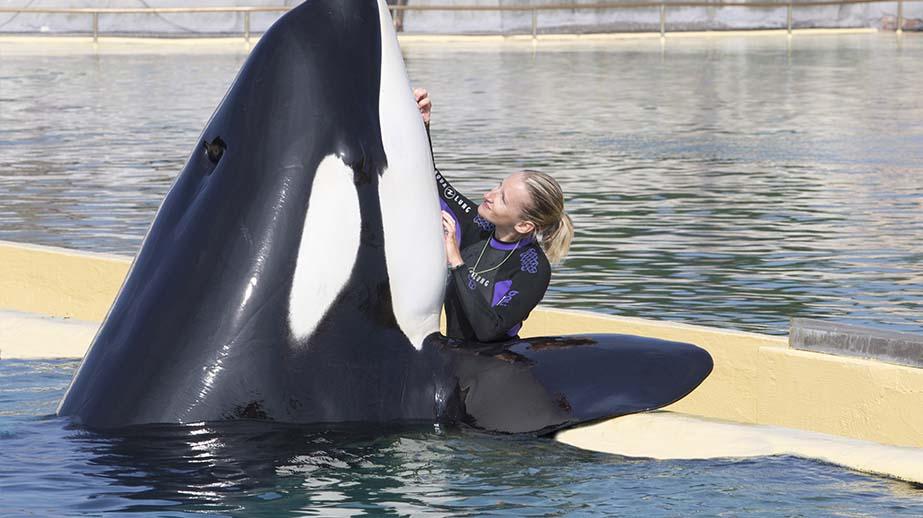 un soigneur avec une orque de Marineland, orque qui est morte début 2024, article de Seatizens
