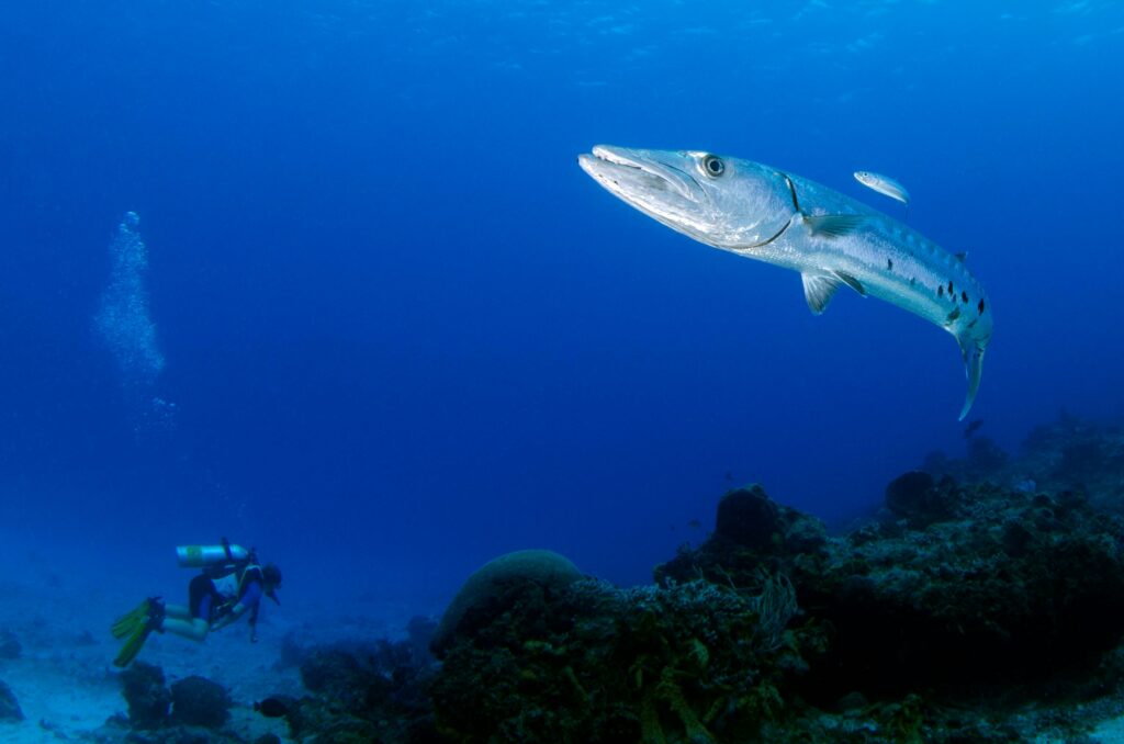 Barracudas en mer méditerranée