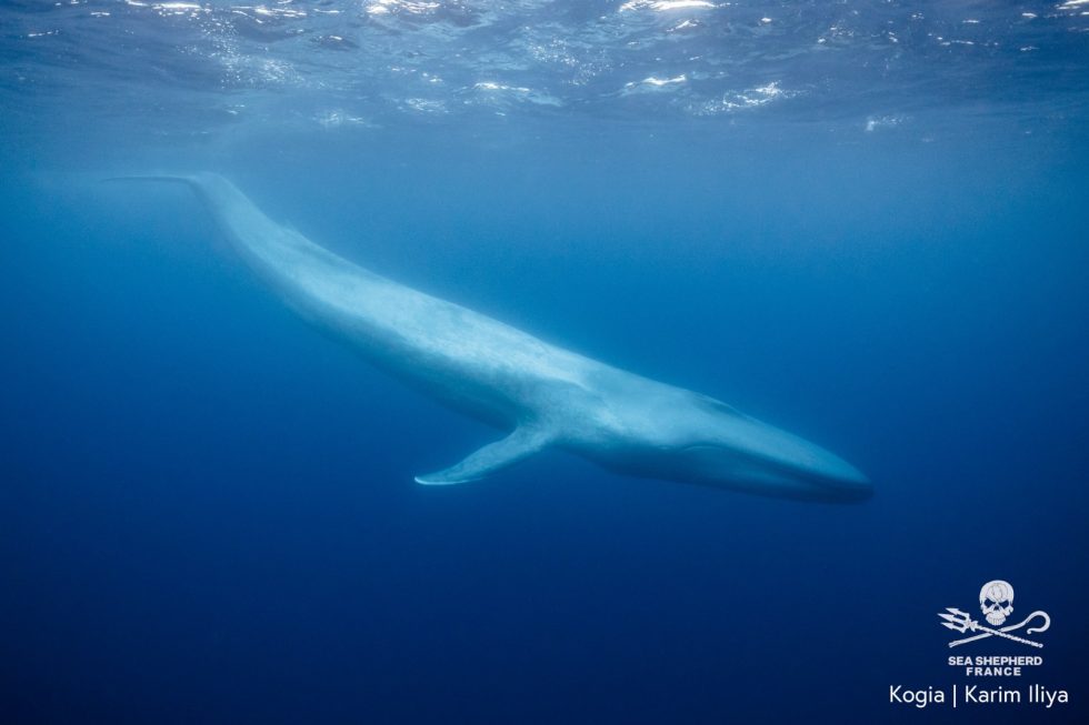 Baleine