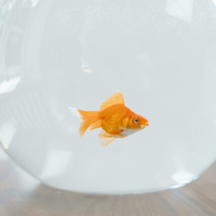 Poisson rouge dans son bocal